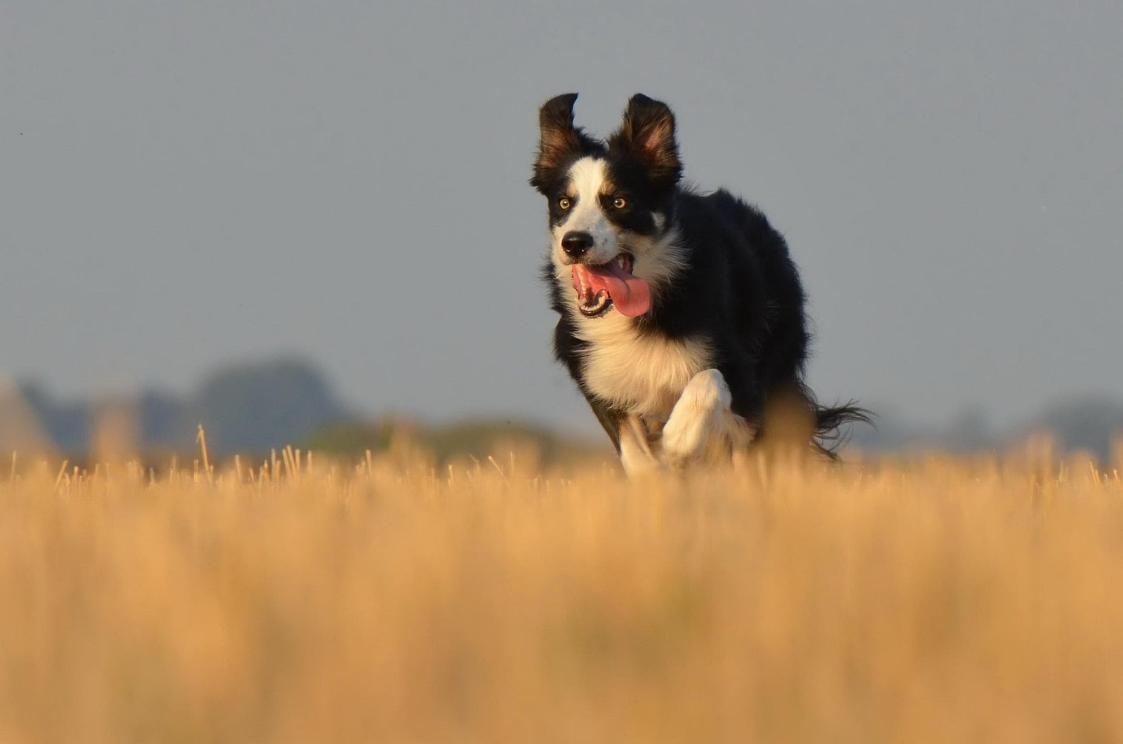 Border Collie resolviendo un juguete de inteligencia