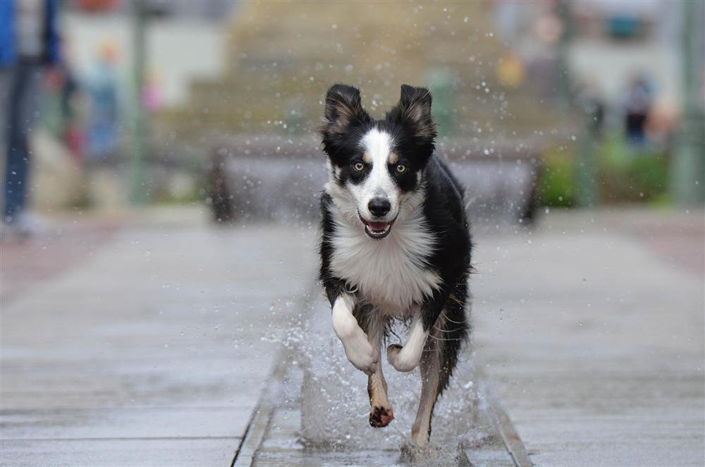 Ejercicio, agility y aire libre